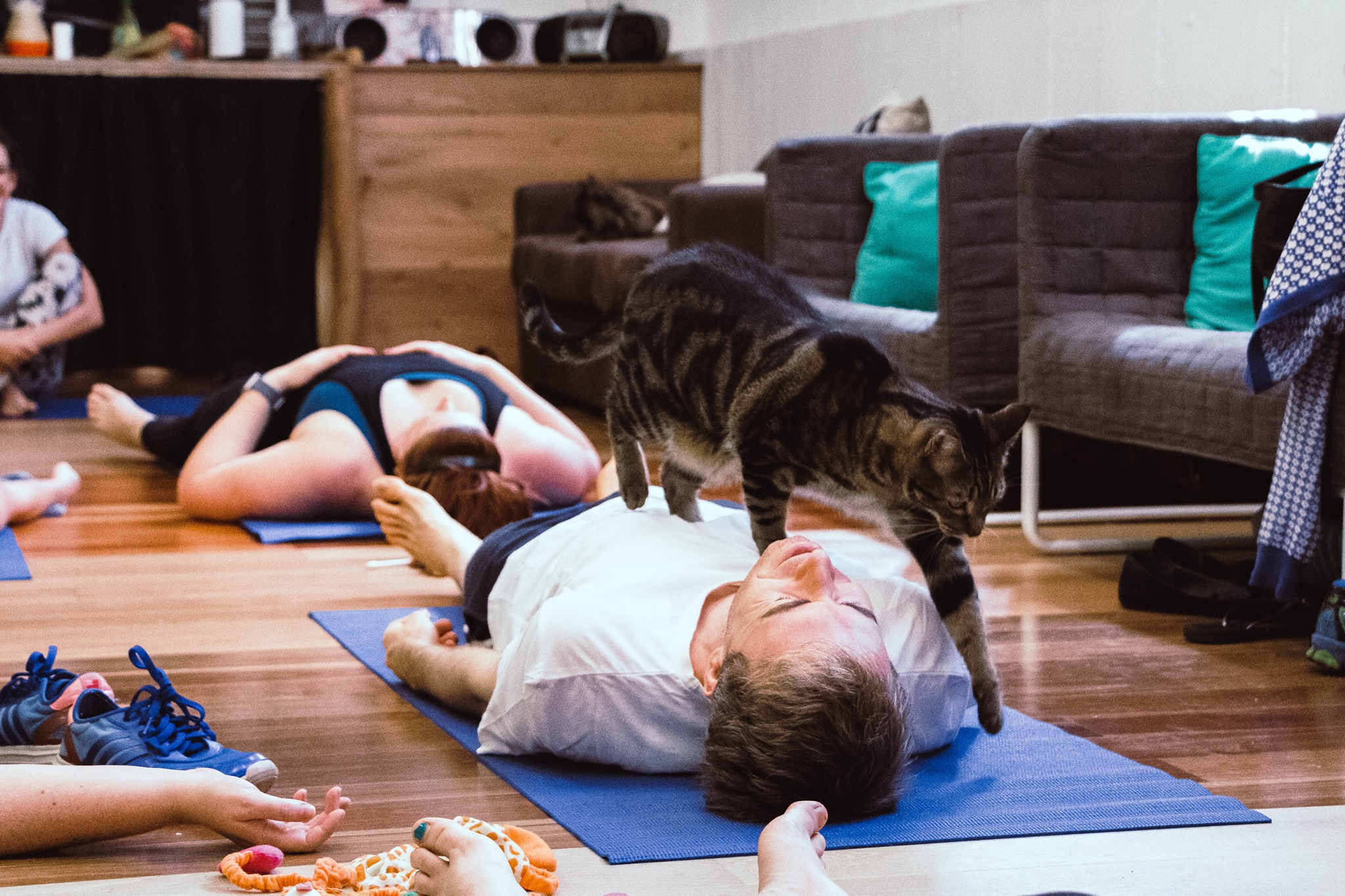 Do the Downward Dog with Cats at Annerley Yoga Session