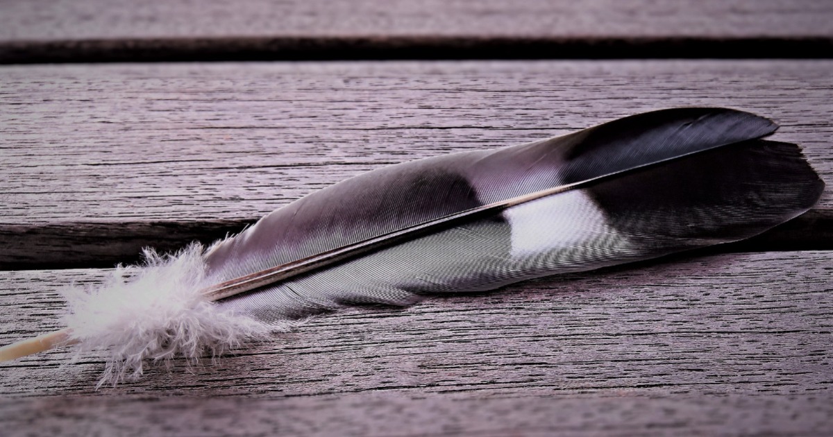 Meat Baiting Suspected In Death of Yeerongpilly Magpies