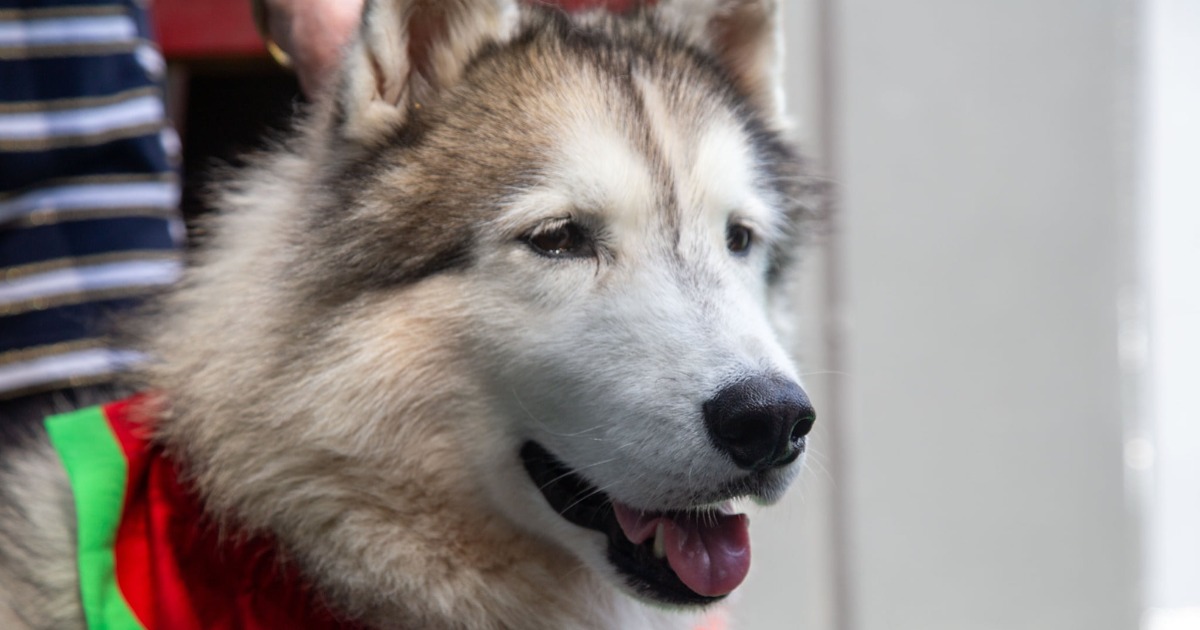 How This Siberian Husky Brings Joy To Children At Yeerongpilly Centre